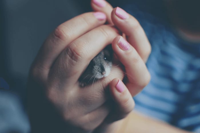 Dwarf Hamster Being Handled With Both Hands
