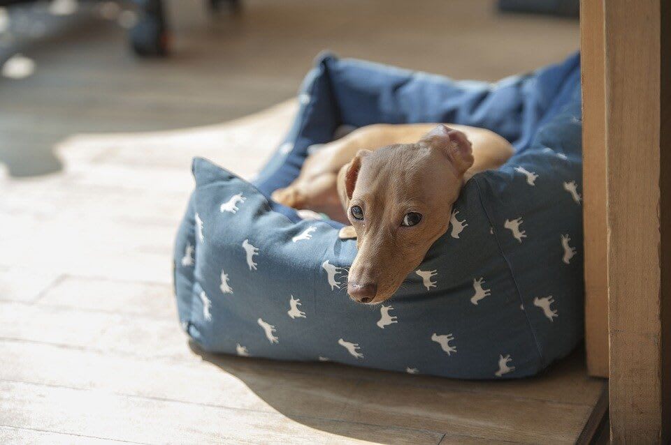 Brown Dachshund In A Blue Dog Bed