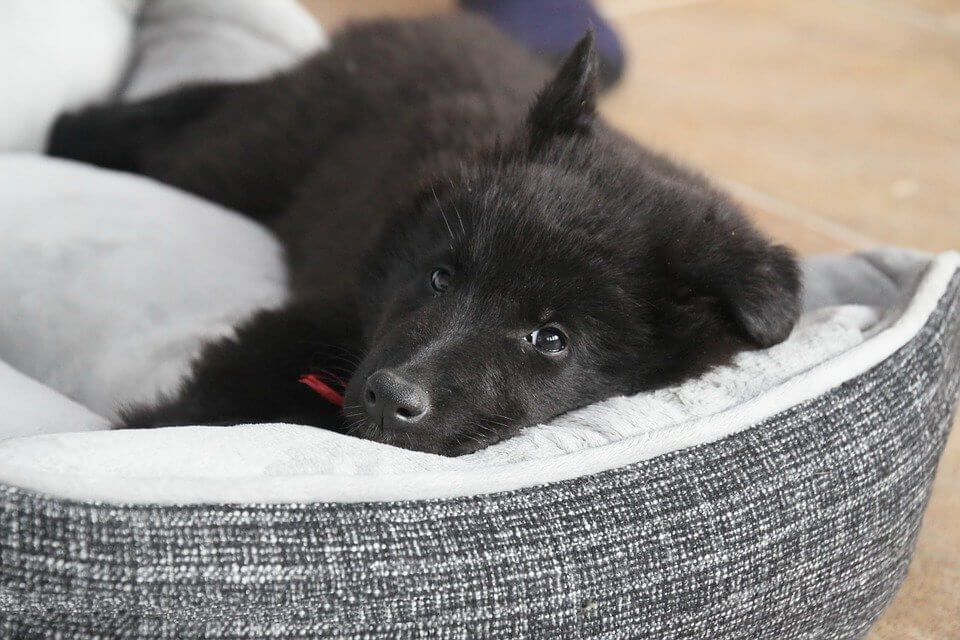 Black Belgian Shepherd Dog In A Grey Dog Bed