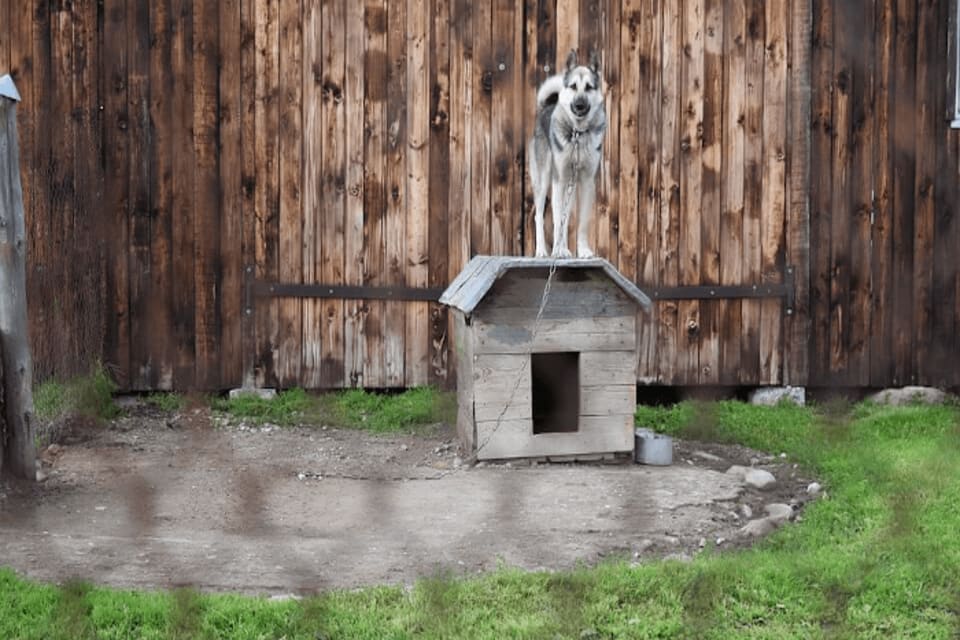 Tethered Dog In A Cage