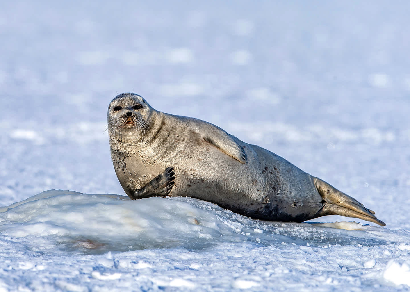Explorer Yacht Charter Hannah Point