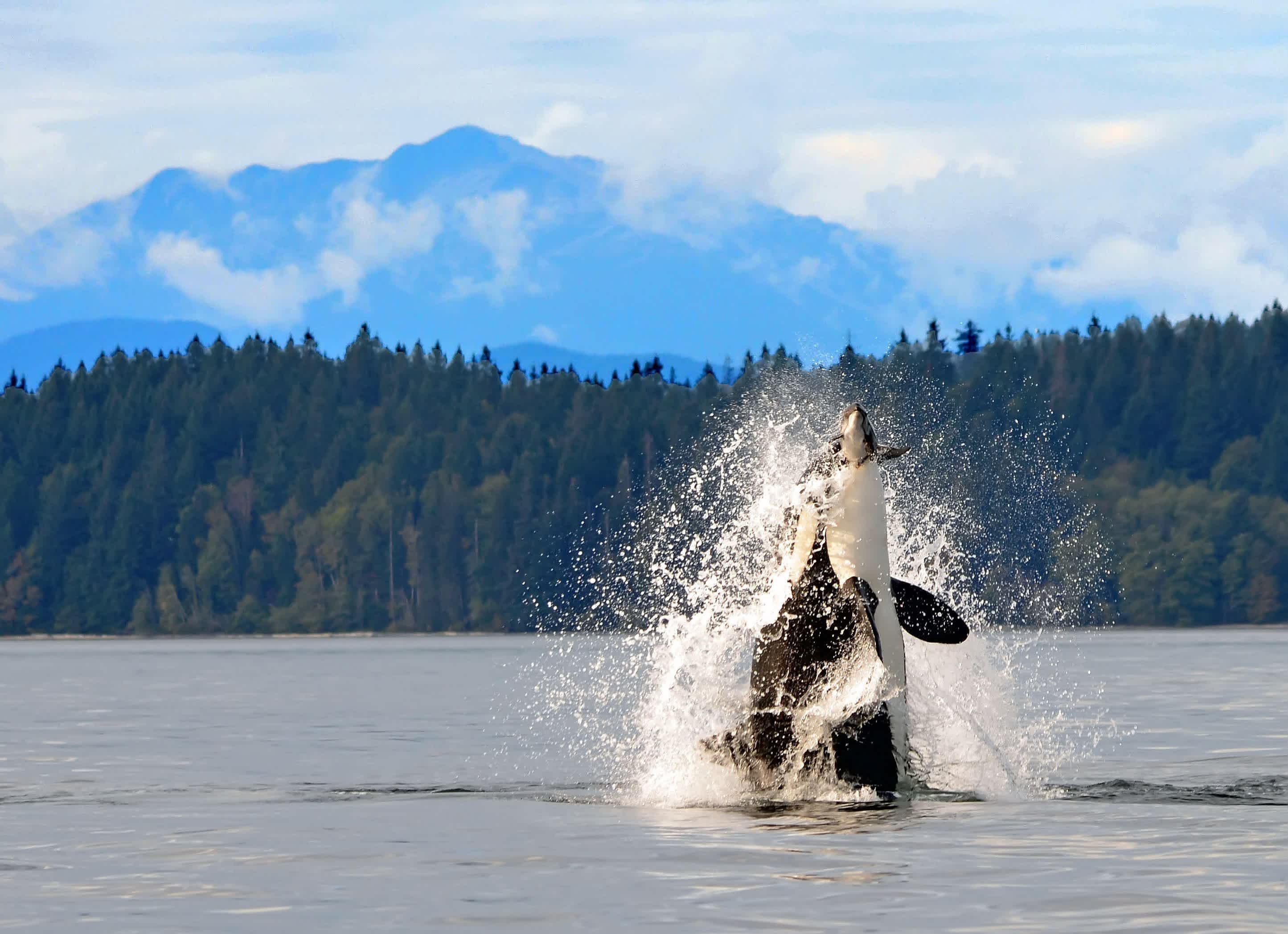 Superyacht Charter Pender Harbour