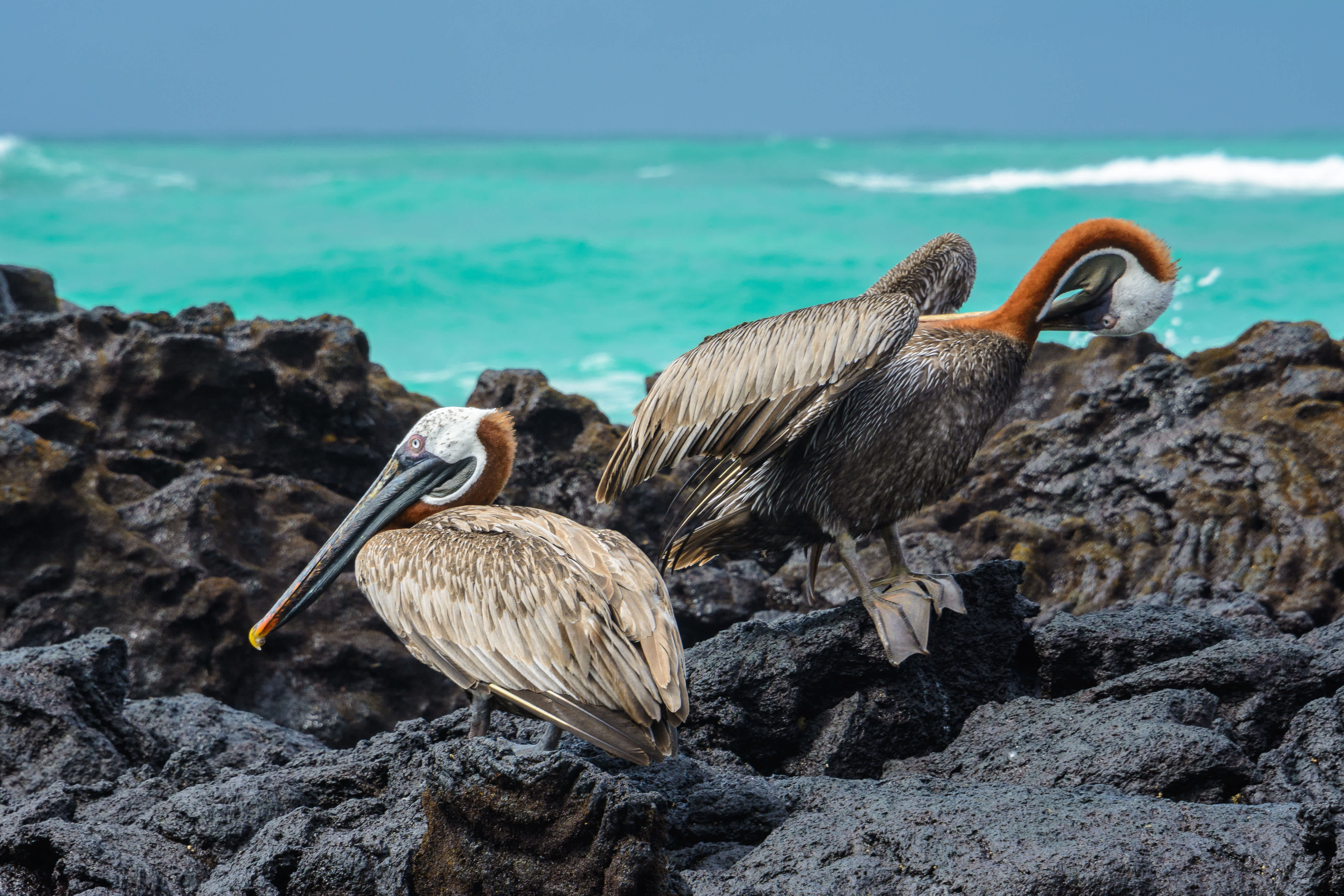 Punta Moreno Superyacht Charter