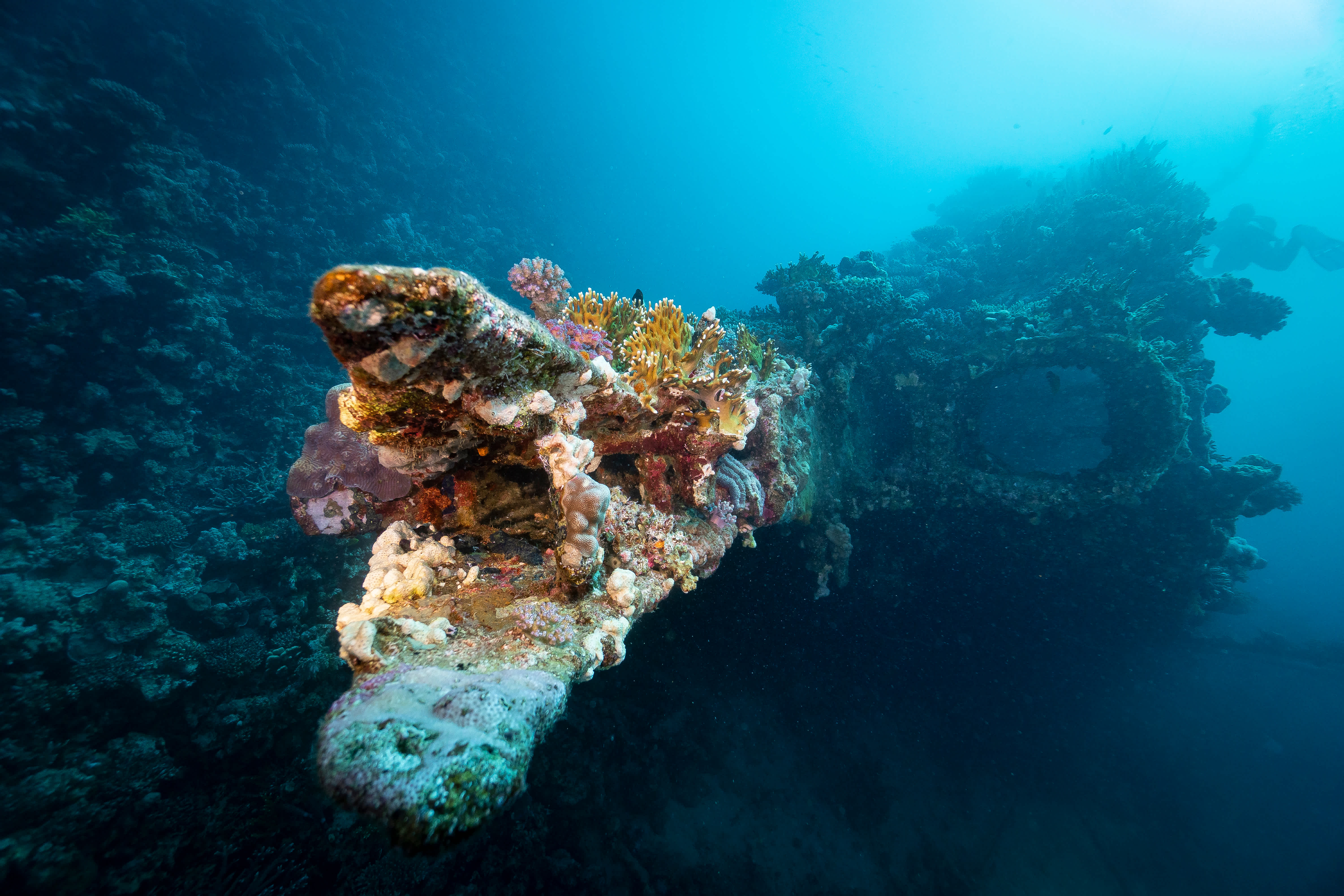 Underwater coral, the Red Sea