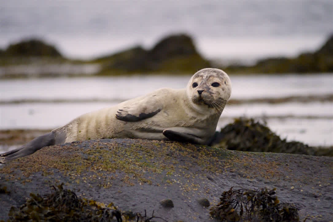 Superyacht Charter Islay