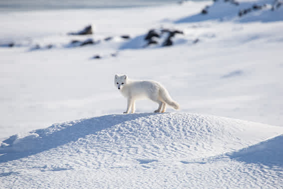 Explorer Yacht Charter Hornsund 
