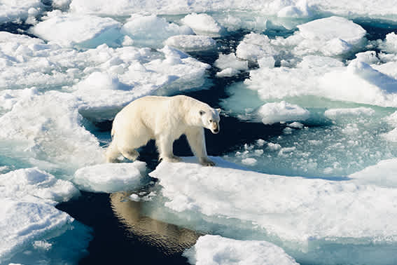 Explorer Yacht Charter Edgeøya