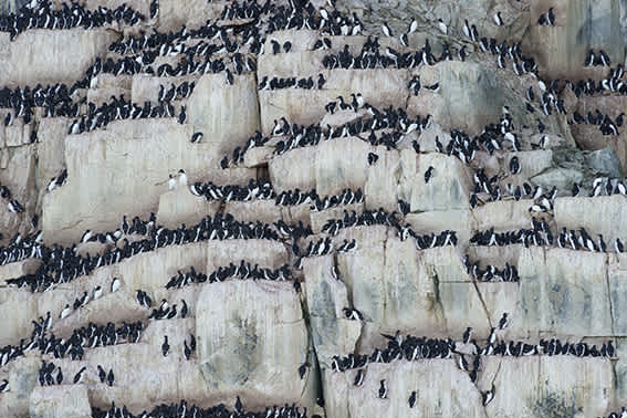 Explorer Yacht Charter Hinlopen Strait