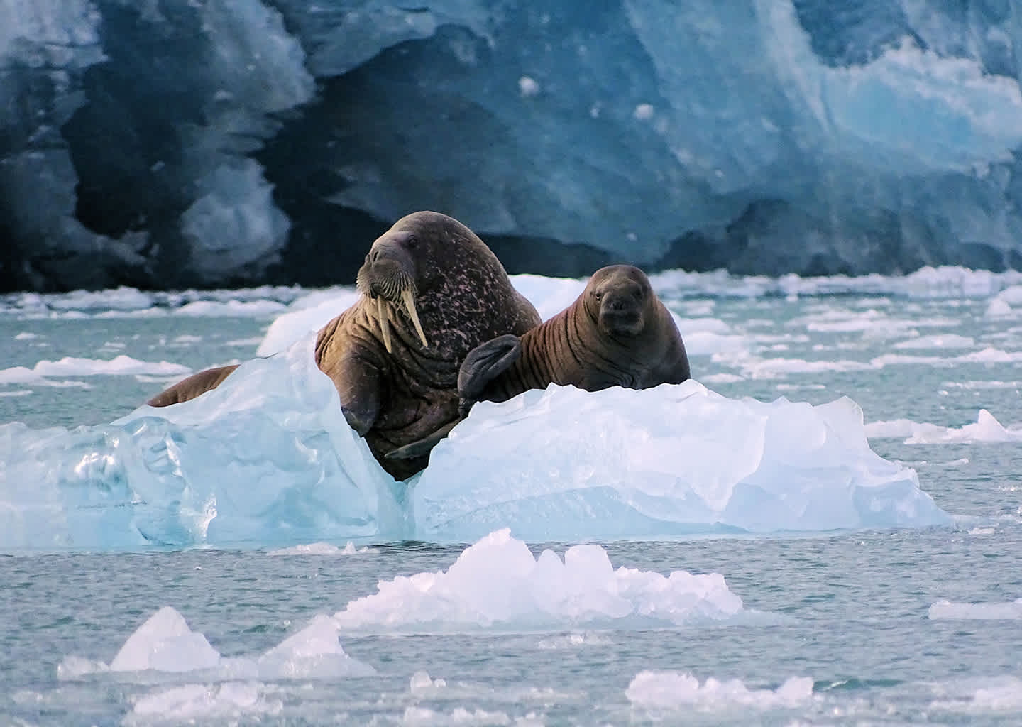 Explorer Yacht Charter Lågøya Island