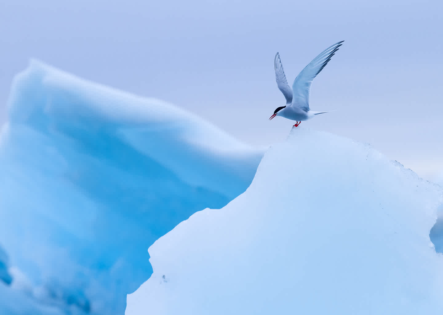 Explorer Yacht Charter Svalbard