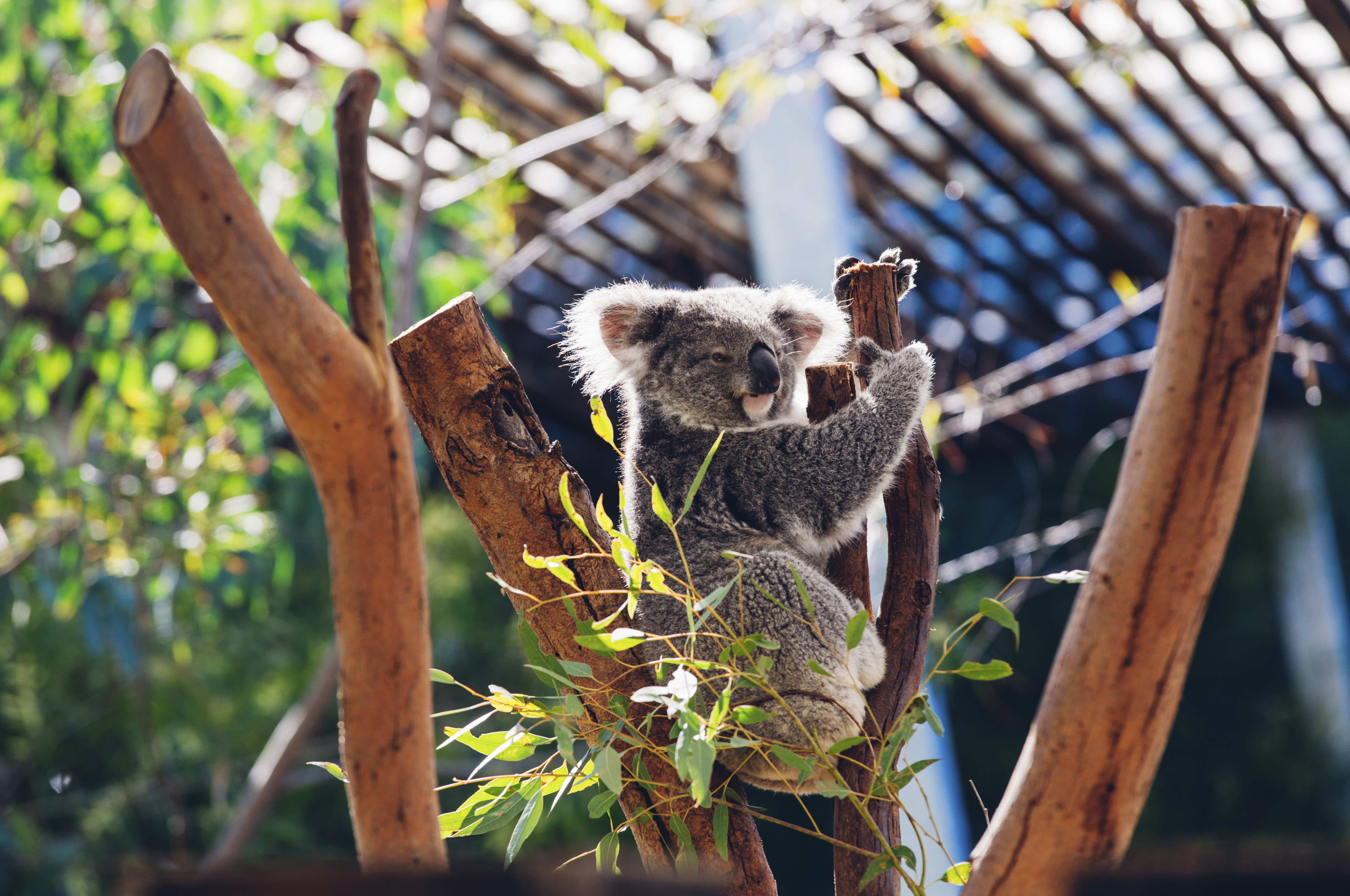 Superyacht Charter Watsons Bay