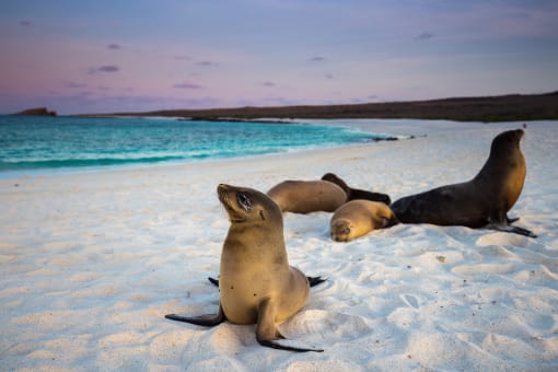 Seals on the beach in the Galapagos
