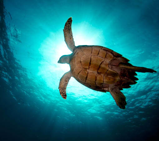 Protecting sea life - a turtle swimming