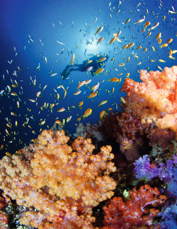 Protecting our oceans coral