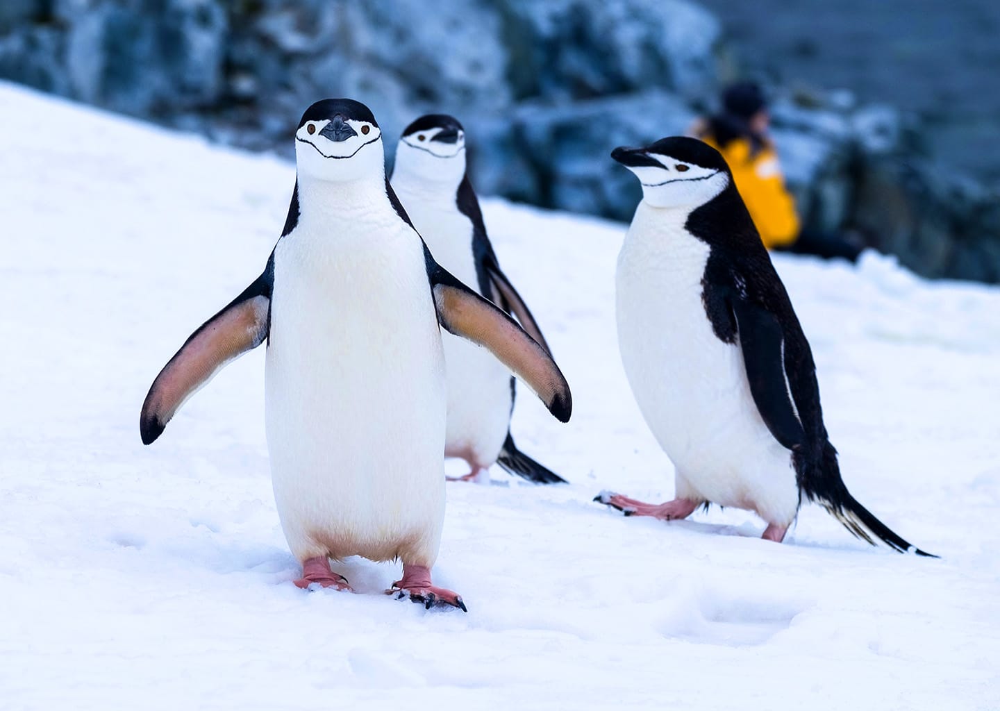 Antarctica, South Pole Yacht Charter