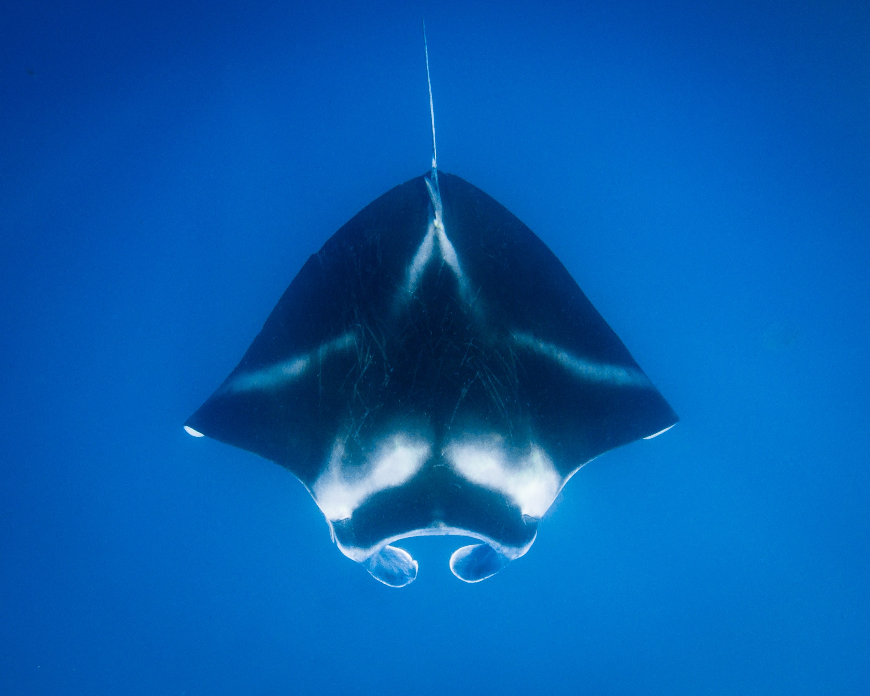 Manta ray swimming