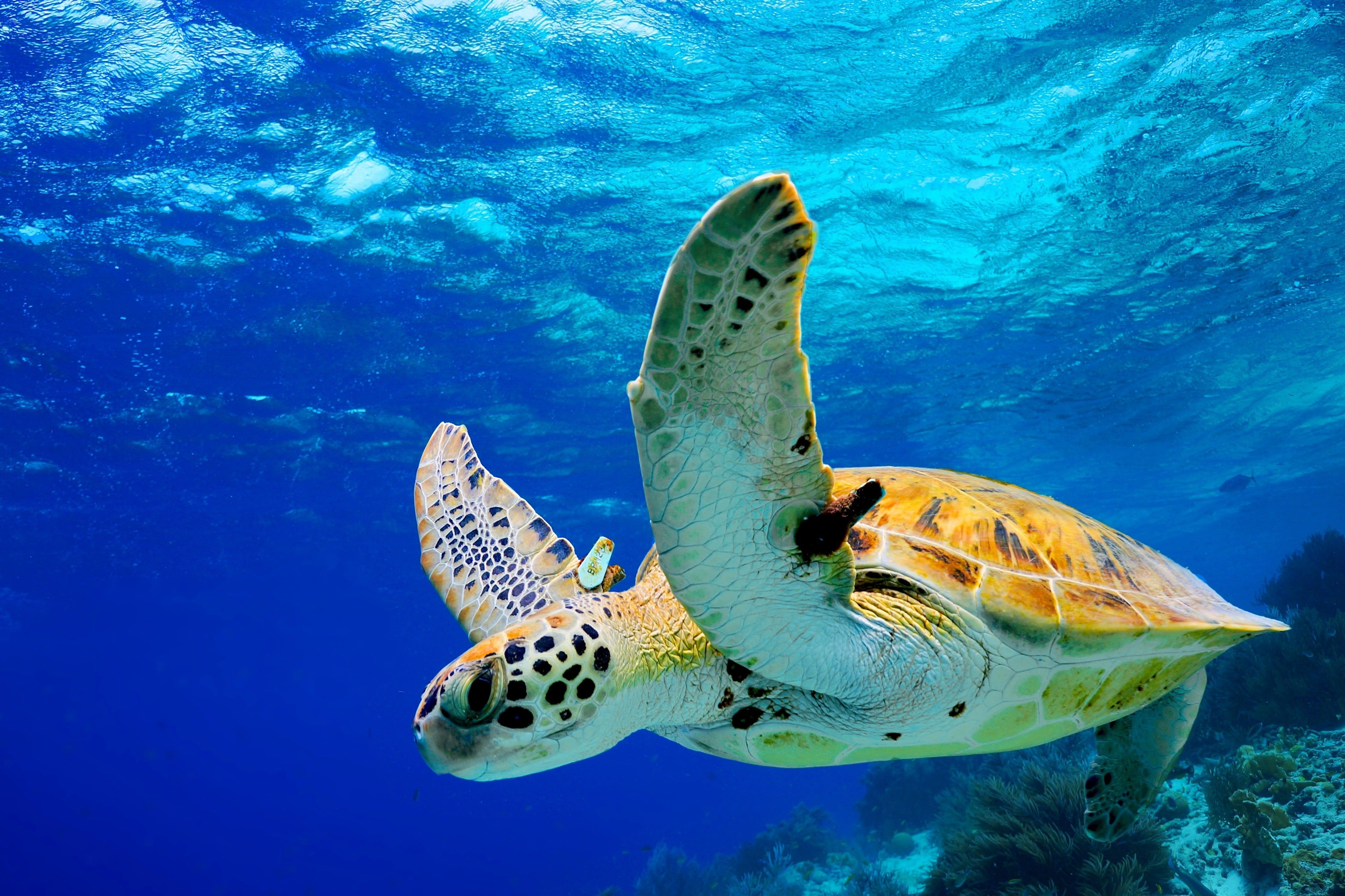 Turtle swimming, Windward Islands