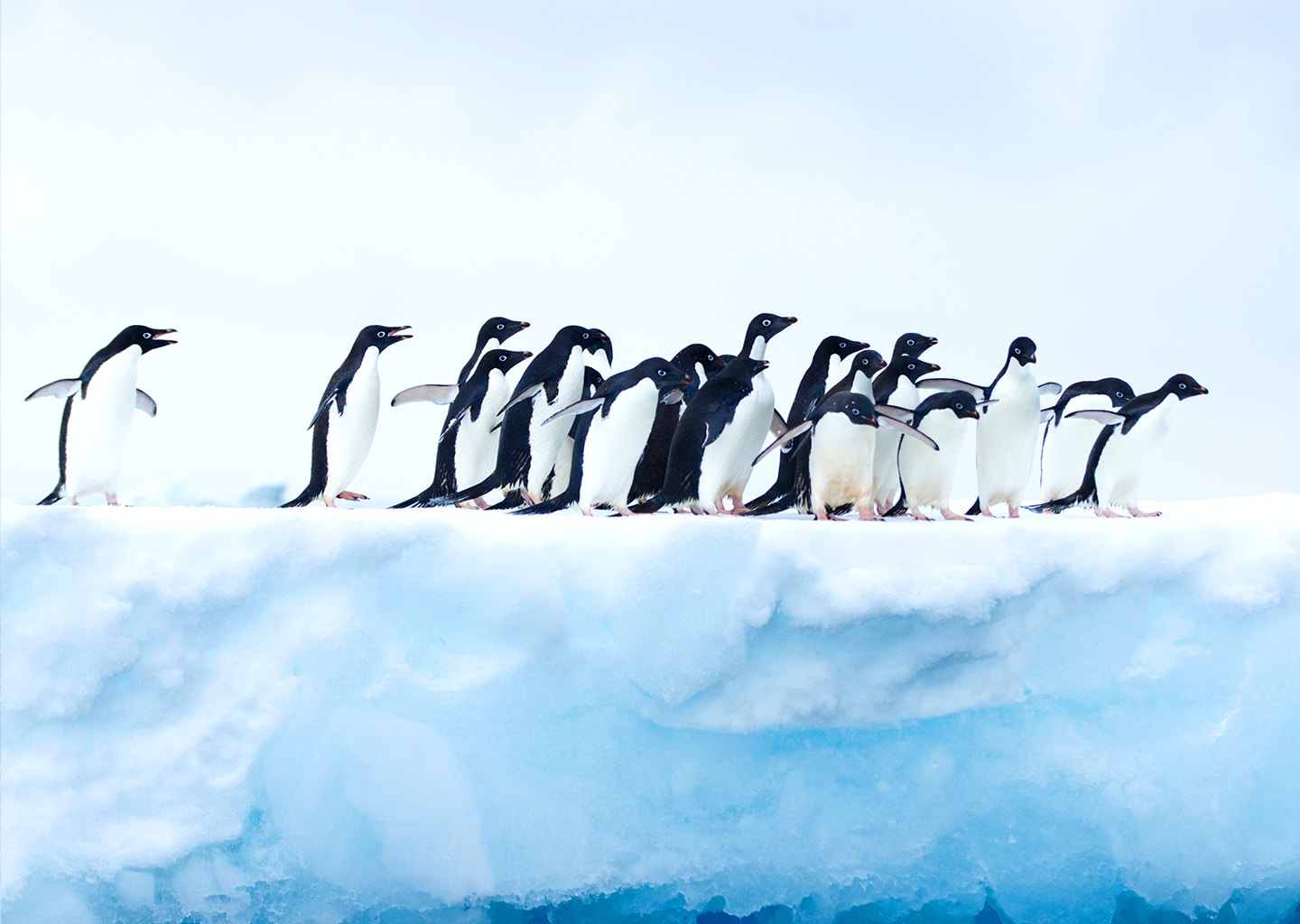 South Pole Yacht Charter