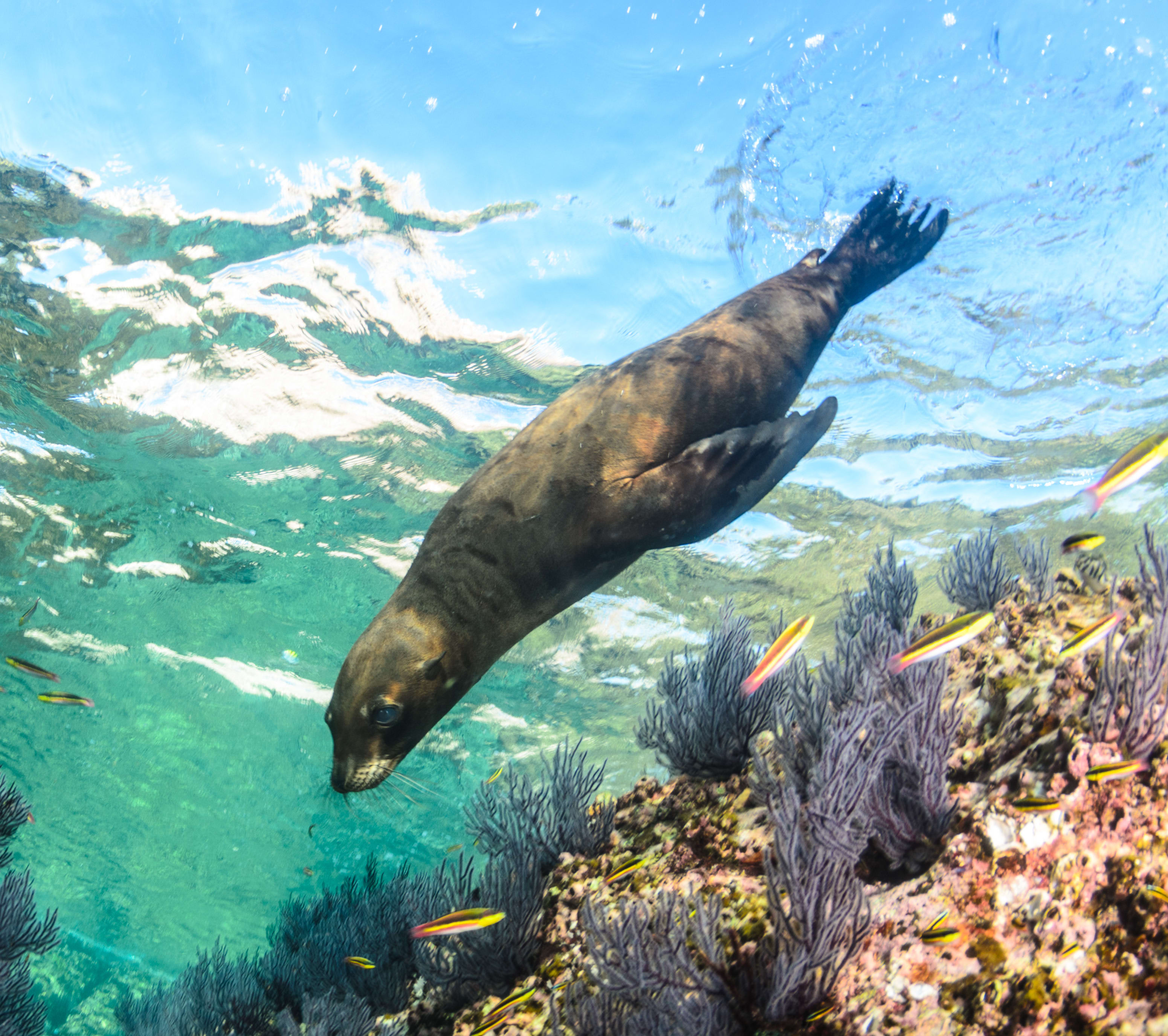 Sustainability - a seal swimming