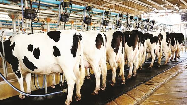 Black Hills Heifer Development Program