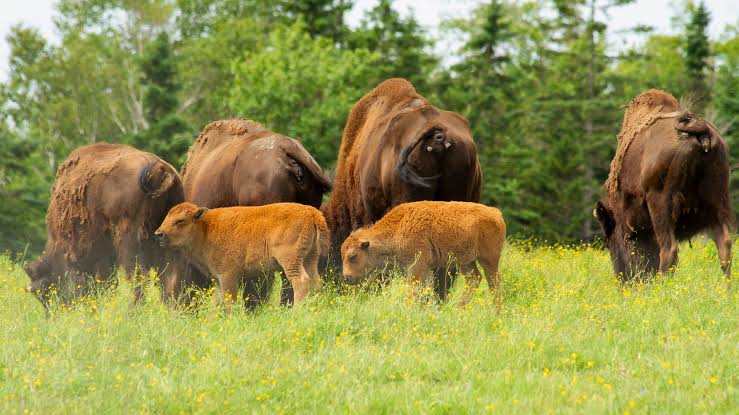 Yellowstone Bison Conservation Ranch