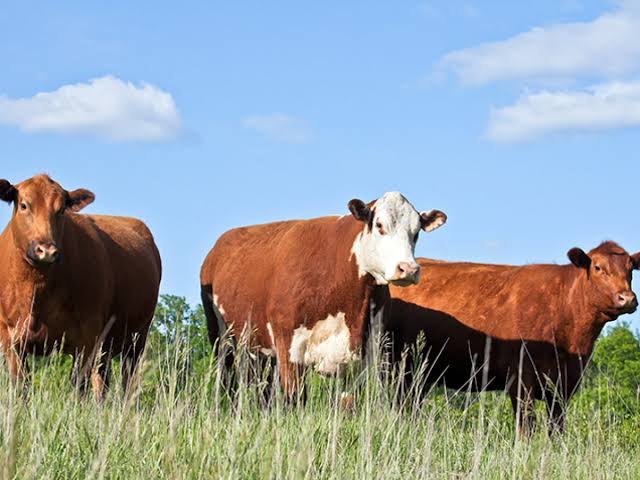 Lone Star heifer fund