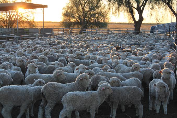 Ozark Heritage Lamb Program