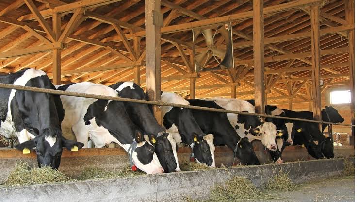 Red Rock Angus Feeder Program