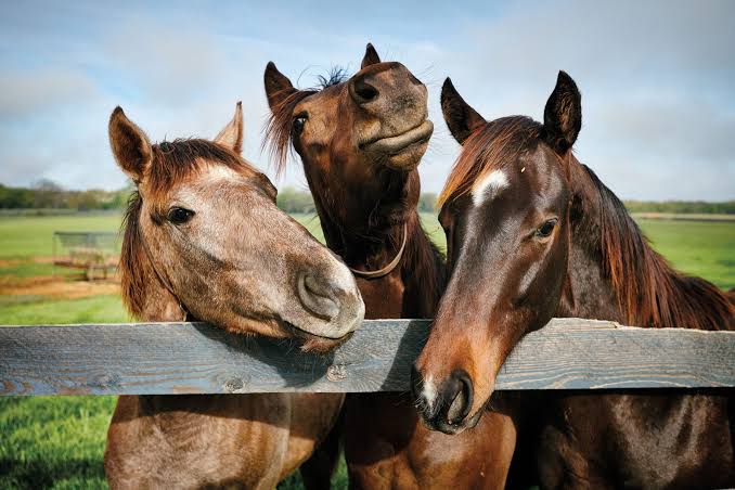 Bluegrass Equine Performance Fund