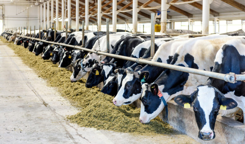 Lone Star Wagyu Genetics Program