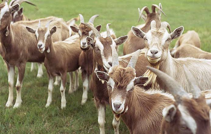 Pecos River Goat Herd Syndicate