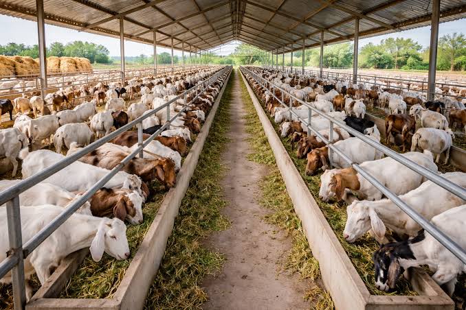Pecos goat herd