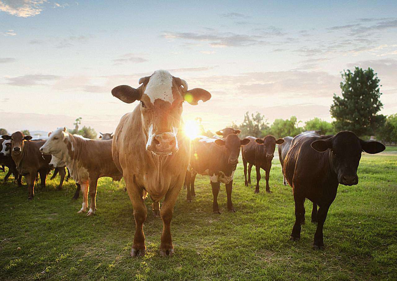 Crossroads Feedlot Finishing Program