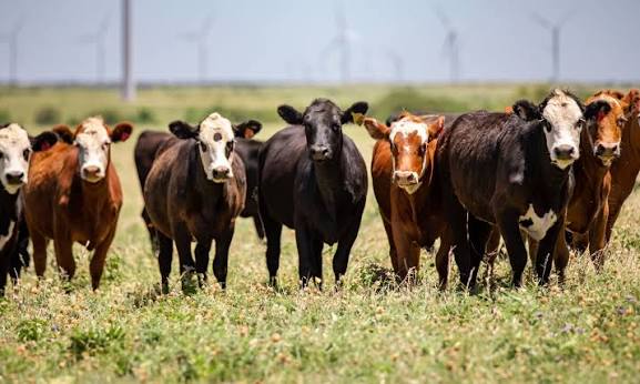 Llano Estacado Cattle & Forage Fund