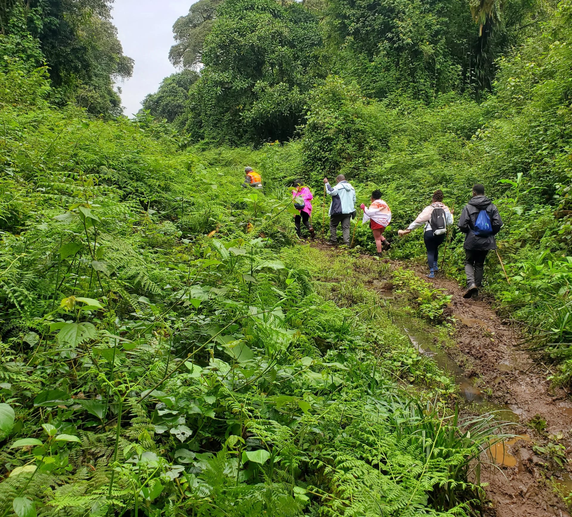 Castle Forest & Kamweti Fall Hike photo 3