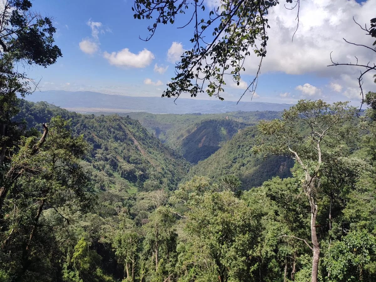 Oldoinyo Eburru Forest Hike