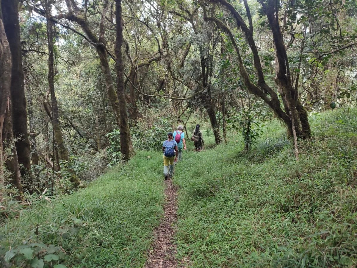 Oldoinyo Eburru Forest Hike photo 2