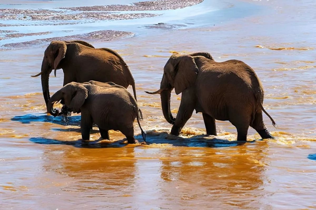 Twende Samburu Overland Safari photo 5