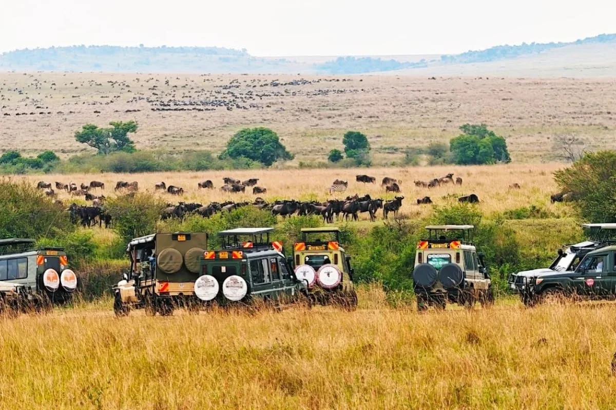Mara Migration Special photo 2