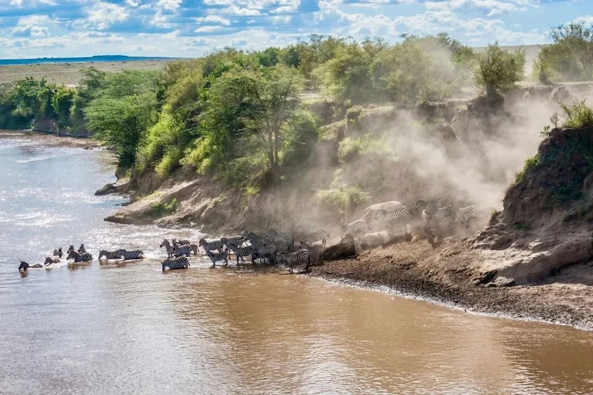 Mara Migration Special photo 3