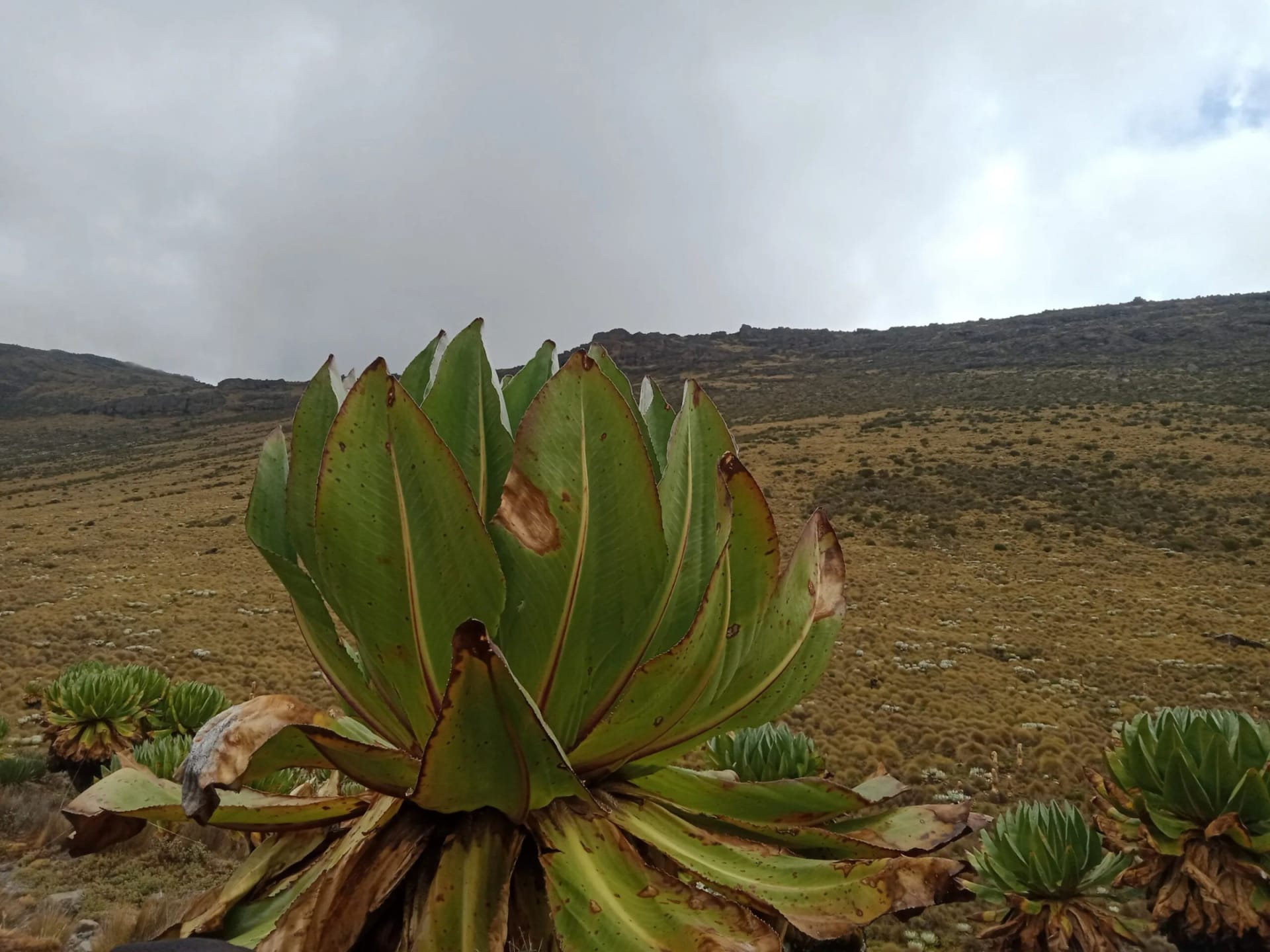 Mt. Kenya Hike: Chogoria Route to Point Lenana photo 2
