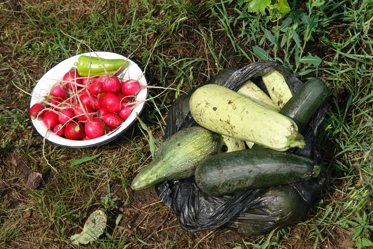 редис и кабачок