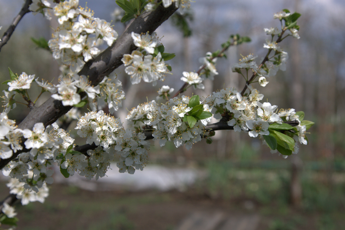 цветение яблони