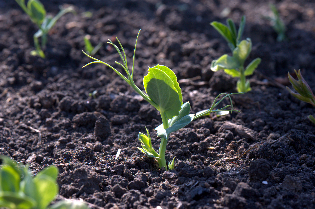 росток гороха