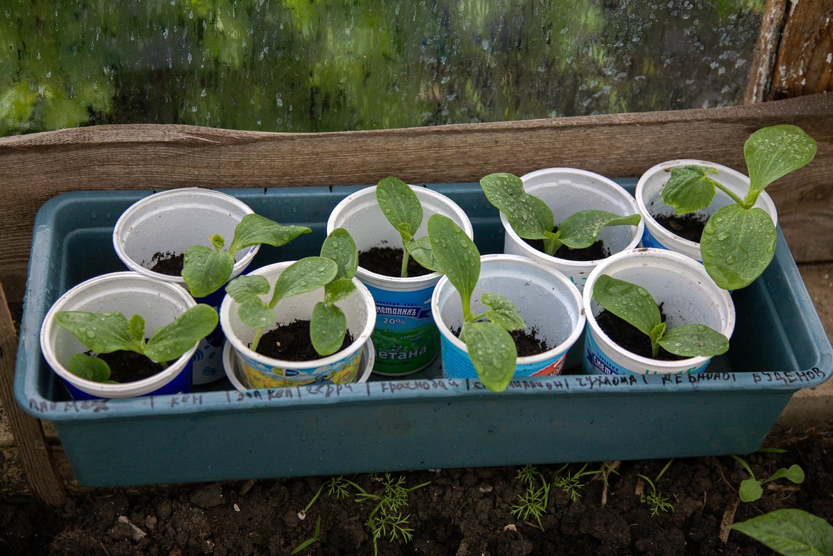рассада в ящике