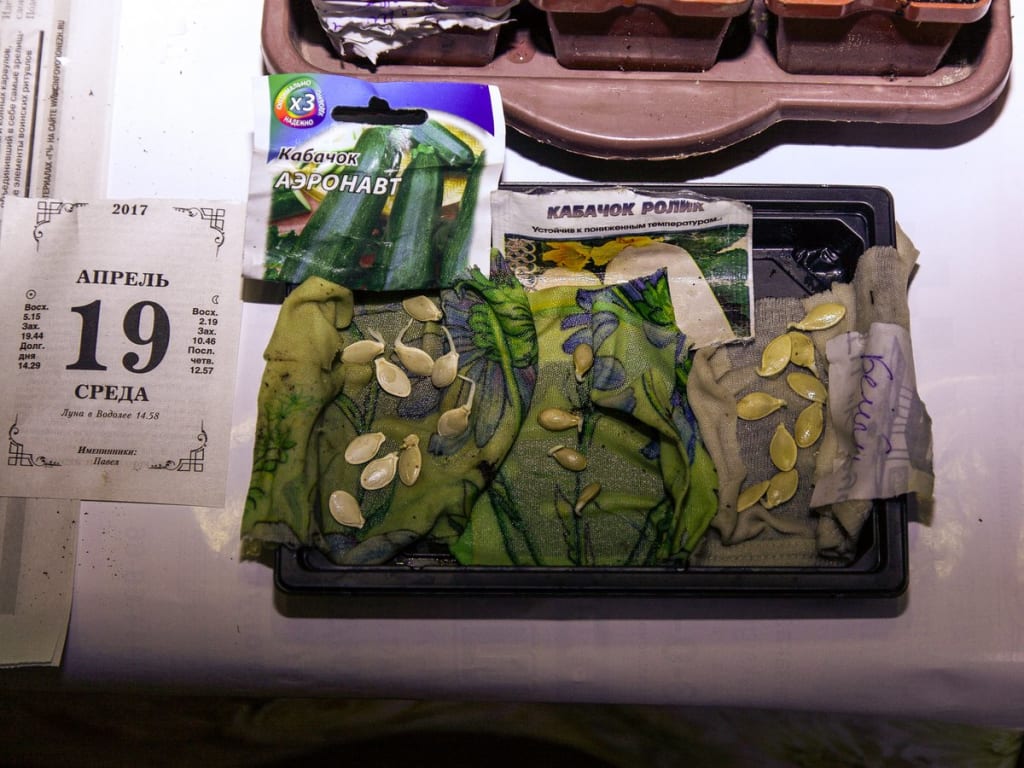 проросшие семена кабачков