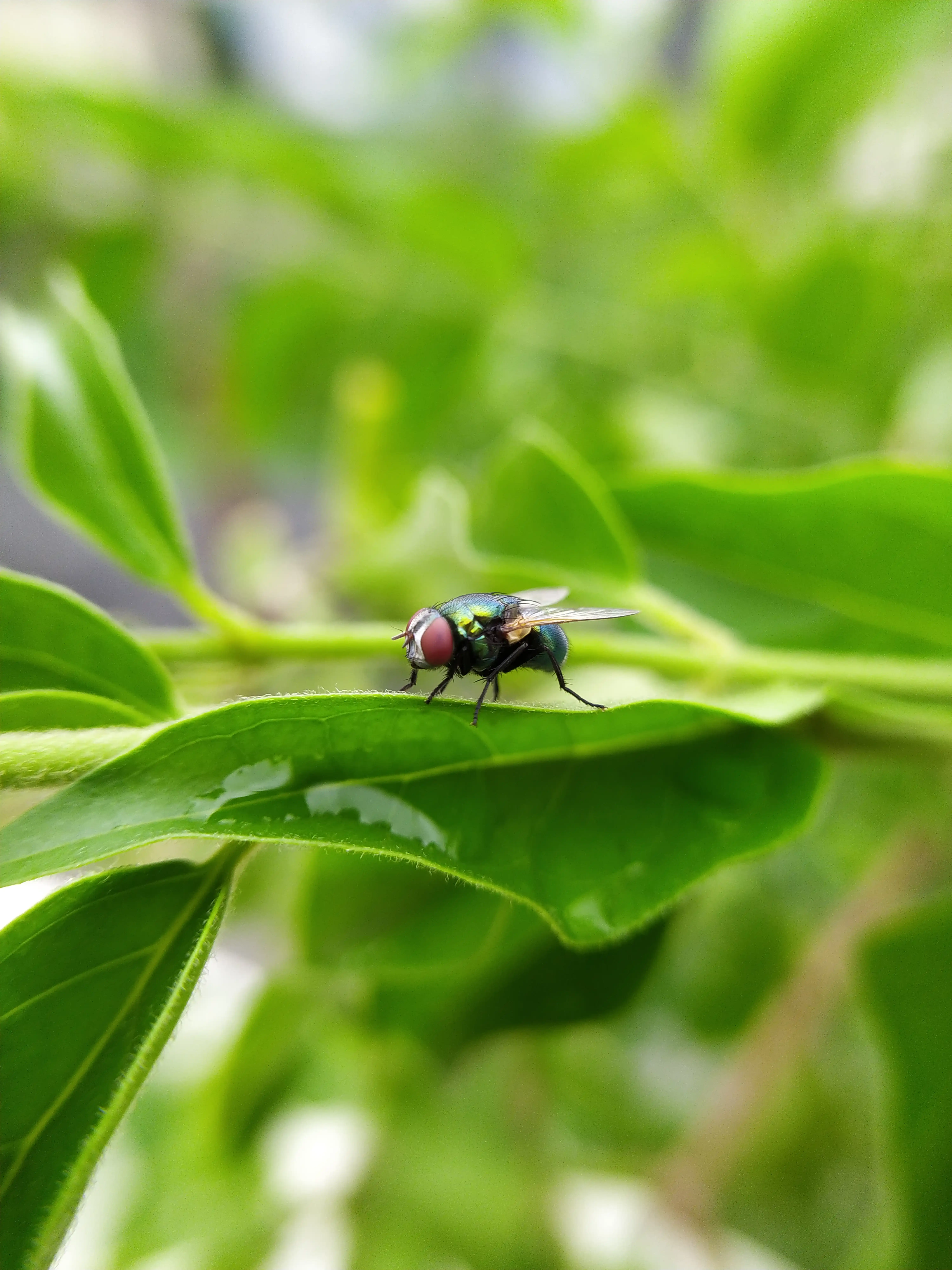 title — Fine Art macro Photography by Krishnendu Goswami