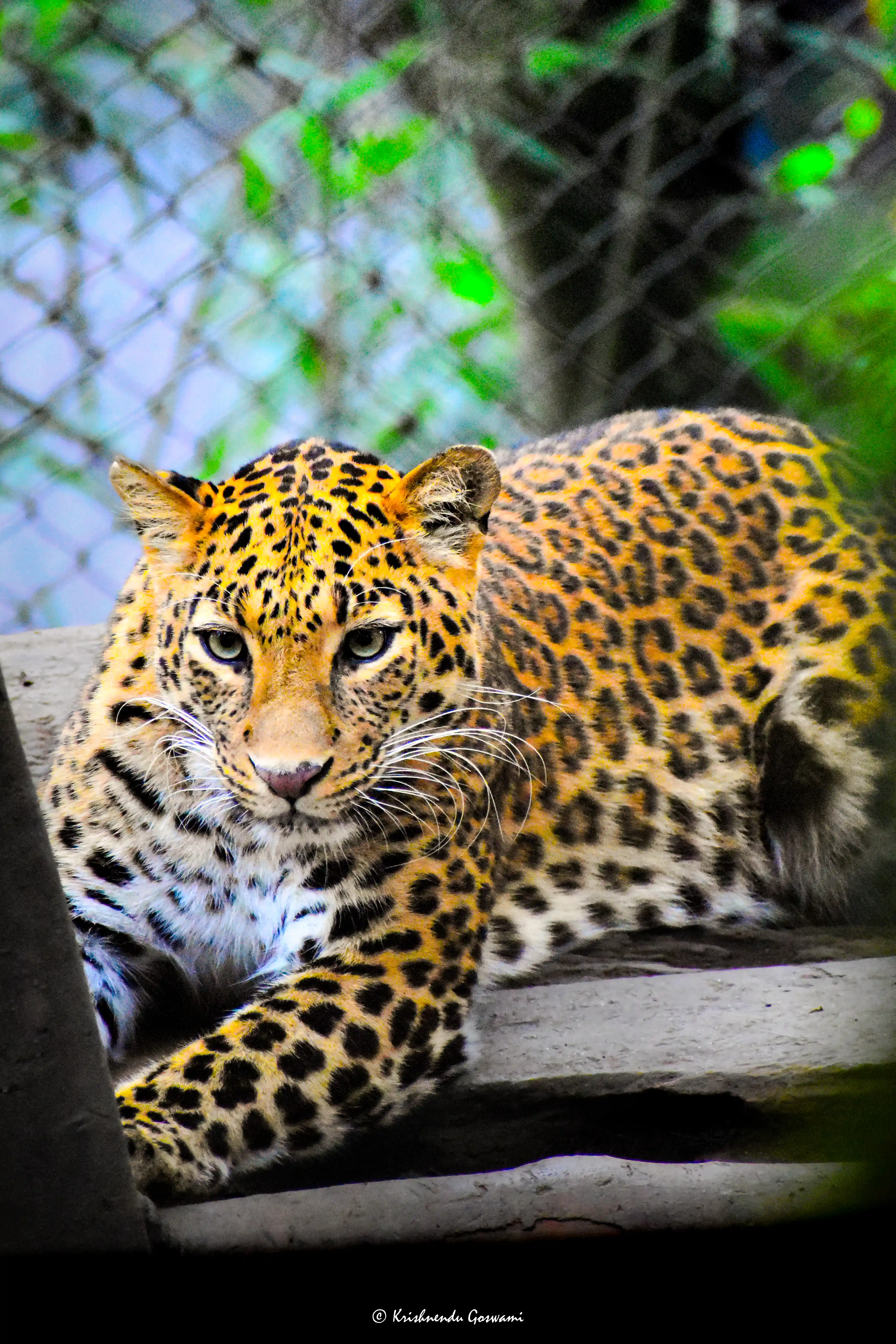 COMMON LEOPARD 