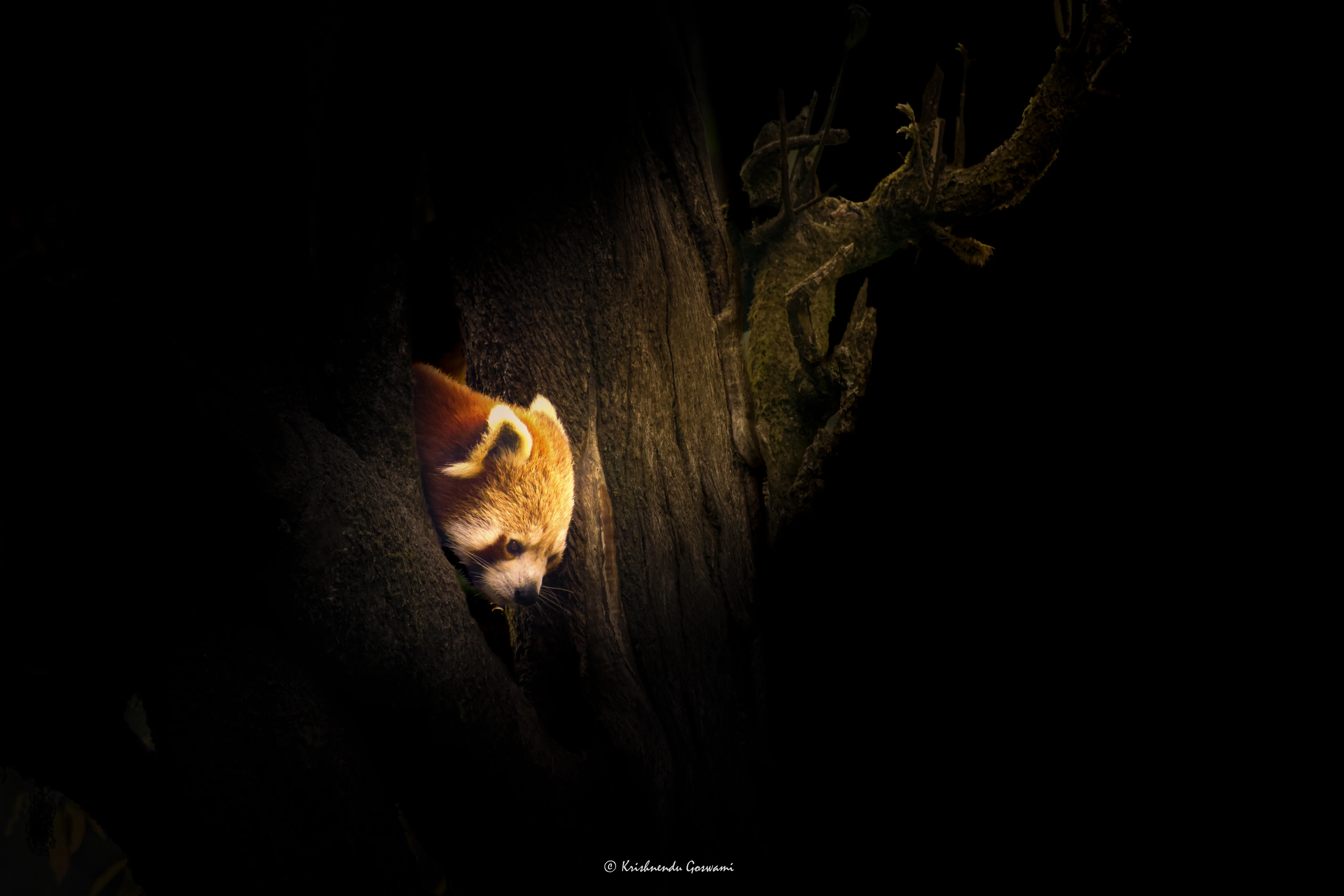 RED PANDA  — Fine Art wildlife Photography by Krishnendu Goswami
