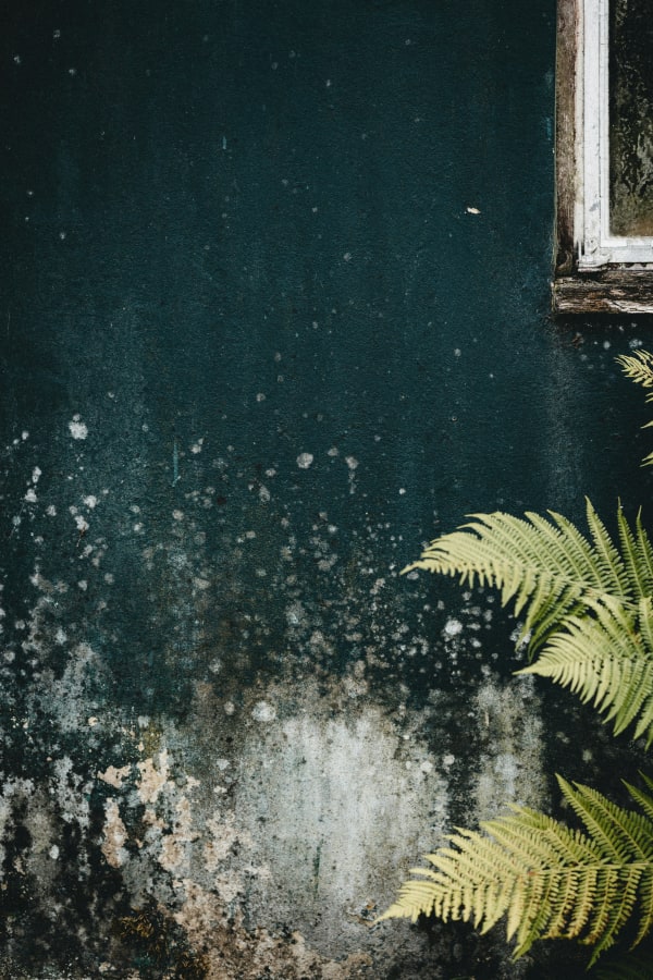 Basement mold and moisture in a De Pere home